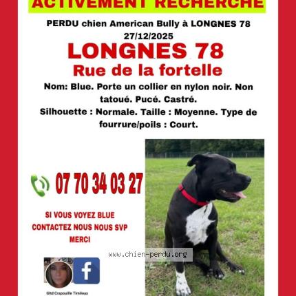 Photo 1/1 Blue Chien perdu à Longnes