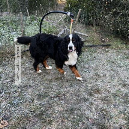 Photo 1/1 Monique Viannez Chien perdu à Mimet