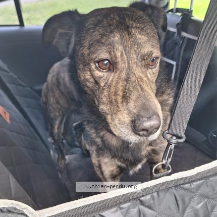 Photo de chien trouvé à Soustons