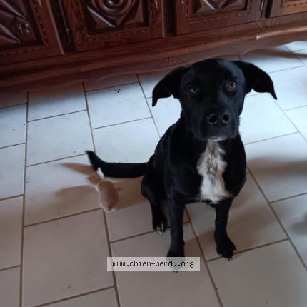 Photo 1/1 Chien retrouvé Perdu à Ecommoy