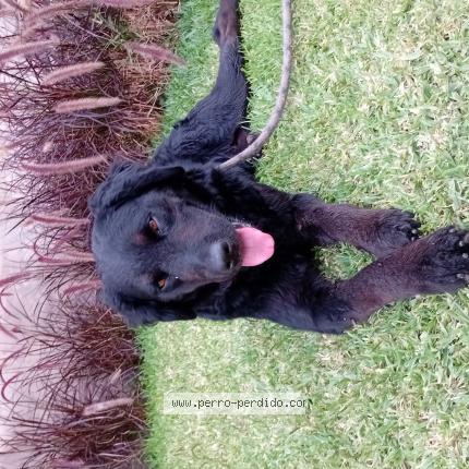 Photo de chien trouvé à San Isidro