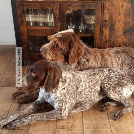 Photo de chien perdu à Boussais