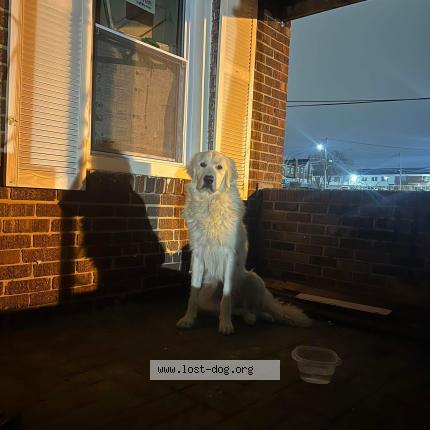 Photo de chien trouvé à Baltimore City