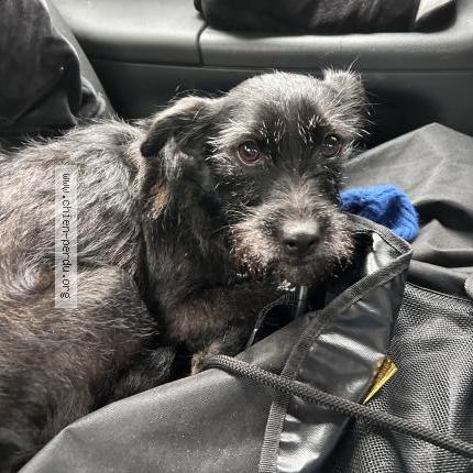 Photo 1/1 Chien retrouvé Trouvé à Paris