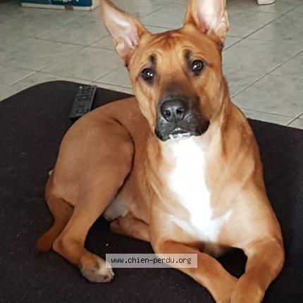 Photo 1/1 ozzy Chien perdu à Chateauneuf les martigues