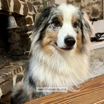 Photo 1/1 Chien retrouvé Perdu à Saint jean de boiseau