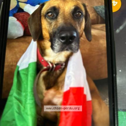 Photo 1/1 Rossi Chien perdu à Wasmes