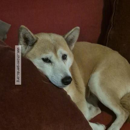 Photo 1/1 Chien retrouvé Perdu à Lyon