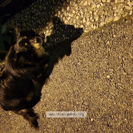 Photo de chien trouvé à Cluses