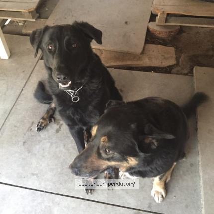 Photo 1/1 Chien retrouvé Perdu à St amans valtoret