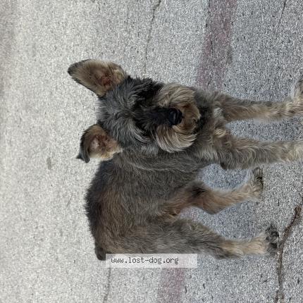 Photo 1/1 Chien trouvé Trouvé à San antonio