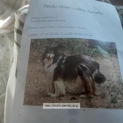 Photo de chien perdu à Sornac