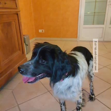 Photo de chien trouvé à 77860 Quincy Voisins