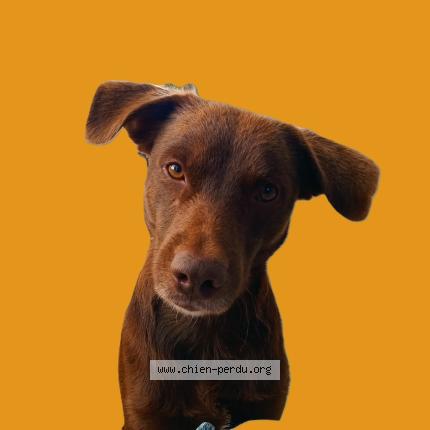 Photo 1/1 Chien retrouvé Perdu à Saint christophe sur dolaison