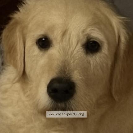 Photo 1/1 SAORI Chien perdu à St clair du rhone 38370