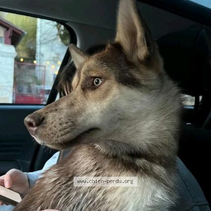 Photo de chien trouvé à Hautefort