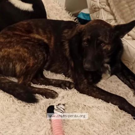 Photo 1/1 Chien trouvé Trouvé à Alloue