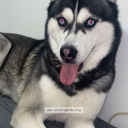 Photo 1/1 Shanna Chien perdu à Santeny