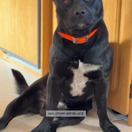 Photo 1/1 Blacky Chien perdu à Groslay