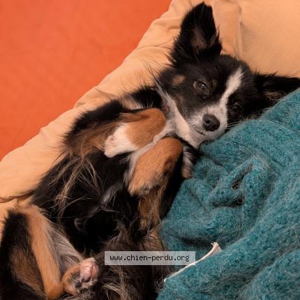 Photo de chien perdu à Marseille 8 Eme