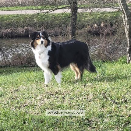 Photo 1/3 cedric bruandet Chien perdu à Checy
