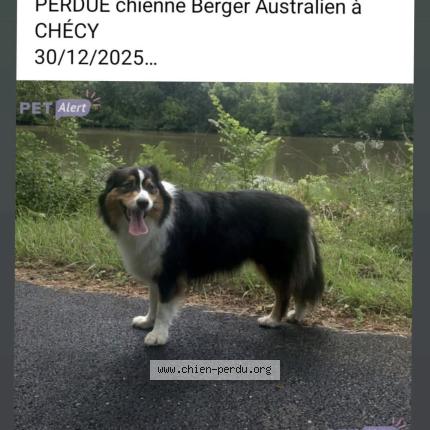 Photo 3/3 cedric bruandet Chien perdu à Checy