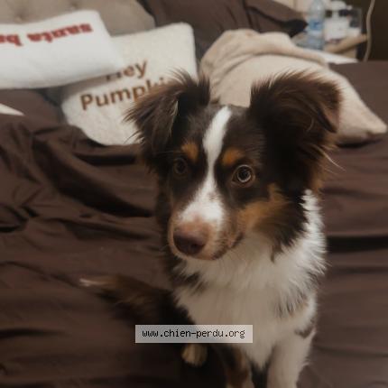 Photo de chien perdu à Roubaix