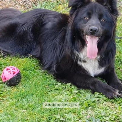 Photo 1/1 Chien retrouvé Perdu à Lagrauliere