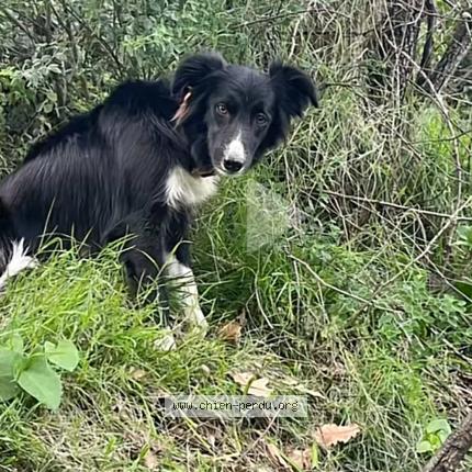 Photo 1/1 Tiarra Chien perdu à Biguglia