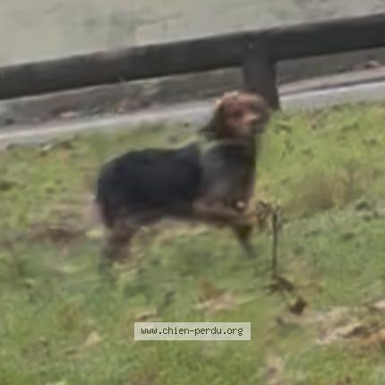 Photo 1/1 Chien retrouvé Trouvé à Bron