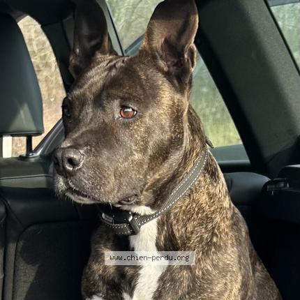 Photo de chien perdu à Louchats