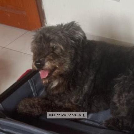 Photo 1/1 Koka Chien perdu à Saint denis