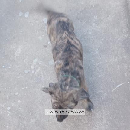 Photo 1/1 Zeus Chien perdu à Maldonado los colobires