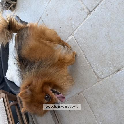 Photo de chien trouvé à Apt