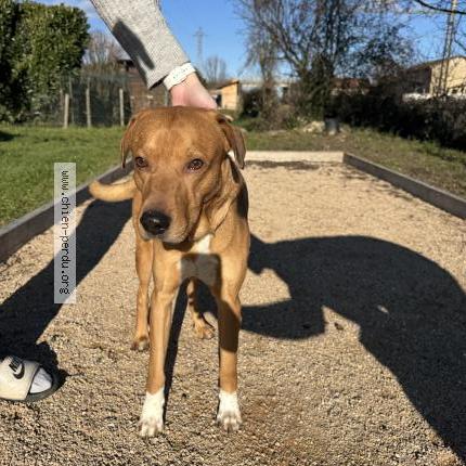 Photo 1/1 Chien trouvé Trouvé à Belleville