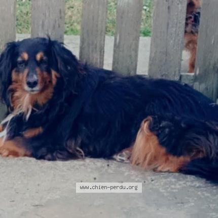 Photo de chien perdu à Lens