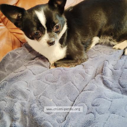 Photo 1/1 Chien retrouvé Perdu à Fontenay le pesnel