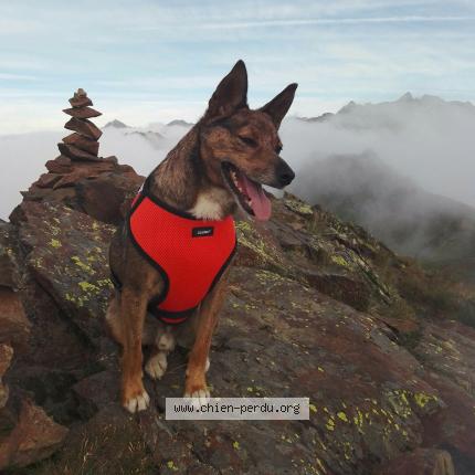 Photo de chien perdu à Assat