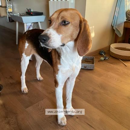 Photo de chien trouvé à Vinon Sur Verdon