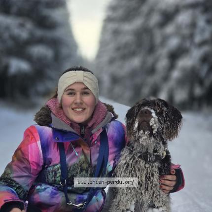 Photo 1/1 Chien retrouvé Perdu à Malmedy