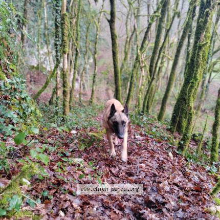 Photo de chien perdu à Cazals