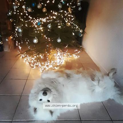 Photo 1/1 Trevor Chien perdu à Bouchamps les craon