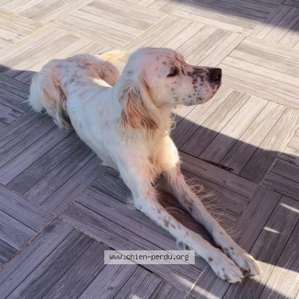 Photo 1/1 Toya Chien perdu à Tessy bocage