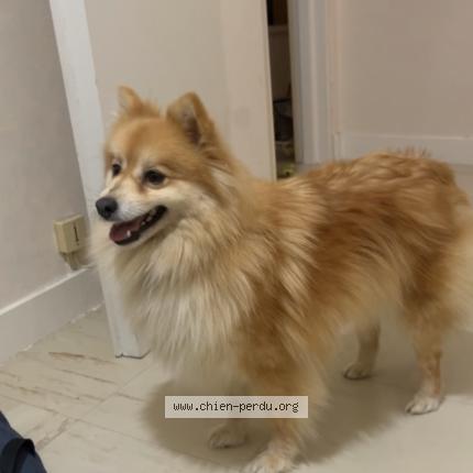 Photo 1/1 Chien retrouvé Perdu à Poitiers