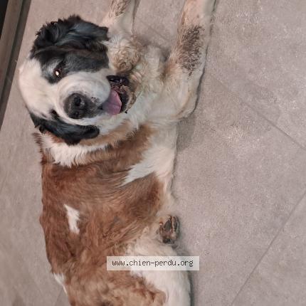 Photo de chien trouvé à Alembon