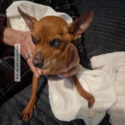 Photo 1/1 Chien retrouvé Trouvé à Tocane saint apre