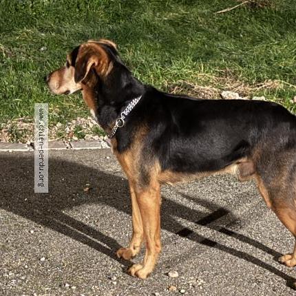 Photo de chien trouvé à Emalleville