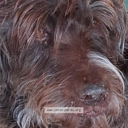 Photo 1/1 Chien retrouvé Trouvé à Pruille le chetif