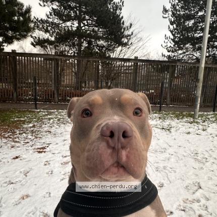 Photo de chien trouvé à Roubaix