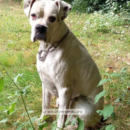 Photo 1/1 Noyau Chien perdu à La chapelle neuve